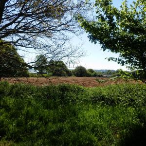 tnwaldringfield201323